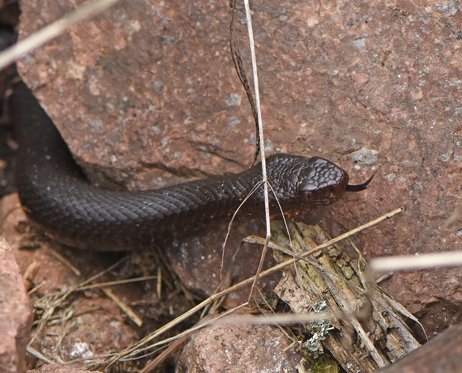 Vipera berus: tre esemplari